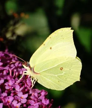 Butterfly Stock Photos
