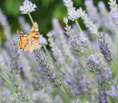 Butterfly Stock Photos