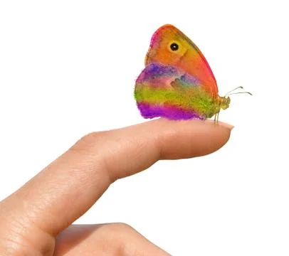 Butterfly Stock Photos