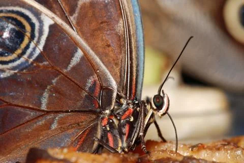 Butterfly Foto stock