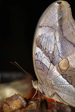Butterfly Stockfoto's