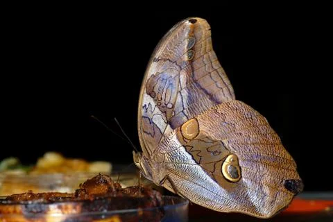 Butterfly Stock Photos
