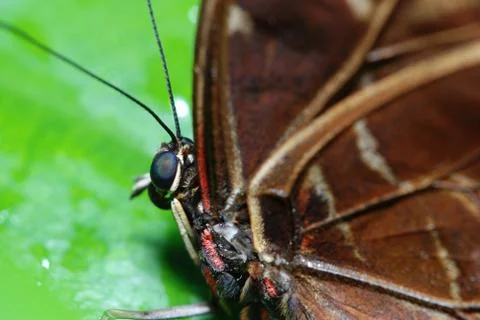 Butterfly 스톡 사진