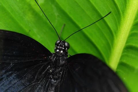 Butterfly Stockfoto's