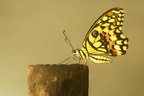 Butterfly Stock Photos