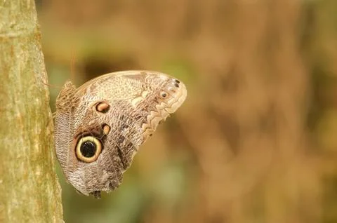 Butterfly Stock Photos