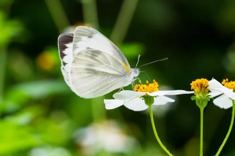 Butterfly Stock Photos