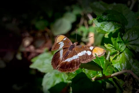 Butterfly Stock Photos