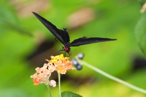 Butterfly Stock Photos