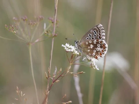 Butterfly Stock Photos