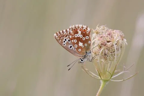 Butterfly Stock Photos