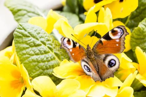 Butterfly Stock Photos