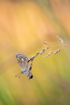 Butterfly Stock Photos