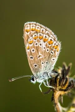 Butterfly Stock Photos