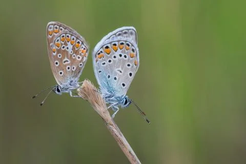 Butterfly 스톡 사진