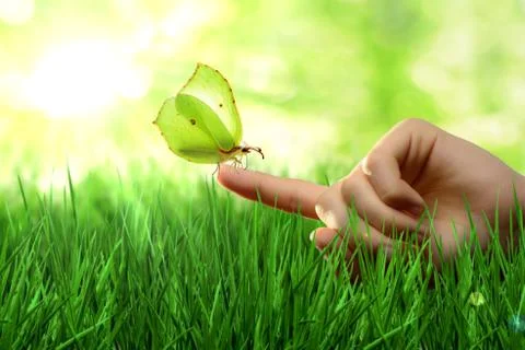 Butterfly Stock Photos