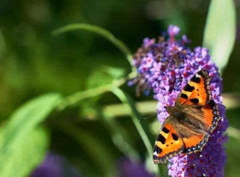Butterfly Stock Photos
