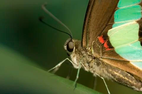 Butterfly Stock Photos
