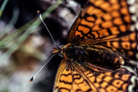 Butterfly Stock Photos