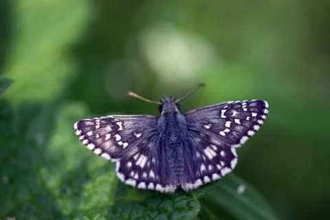 Butterfly Stock Photos