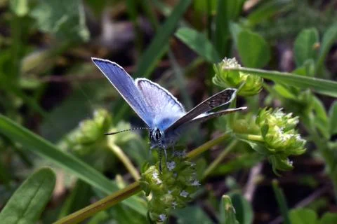 Butterfly Stock-Fotos