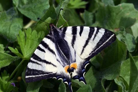 Butterfly Stock Photos