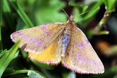 Butterfly Stock Photos