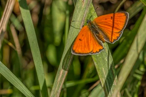 Butterfly Stock Photos