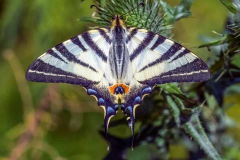 Butterfly Stock Photos