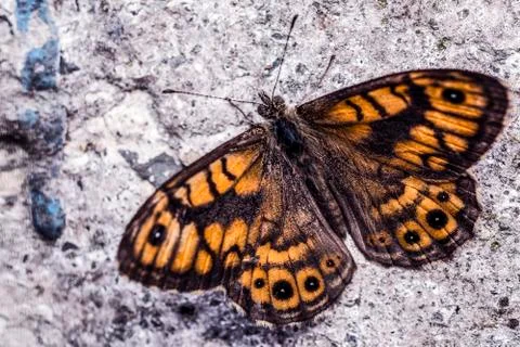 Butterfly Stock Photos