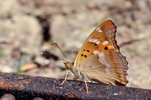 Butterfly Stock Photos