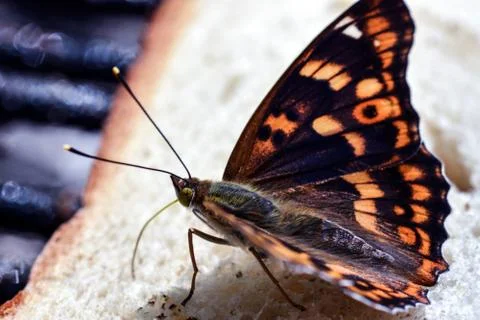 Butterfly Stock Photos