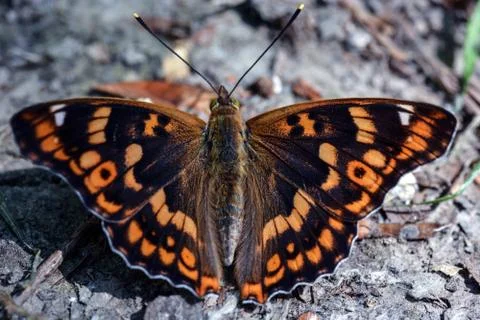 Butterfly Stock Photos