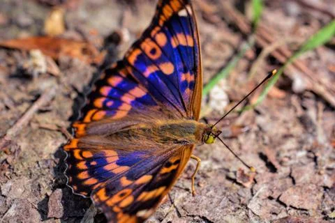 Butterfly Stock Photos