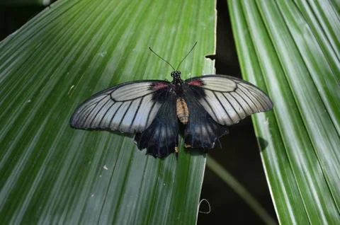 Butterfly 스톡 사진