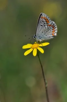 Butterfly Stock Photos