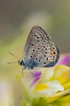 Butterfly Stock Photos