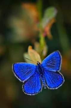 Butterfly Stock Photos