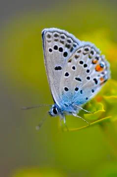 Butterfly Stock Photos