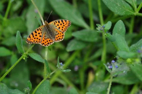 Butterfly Stock Photos