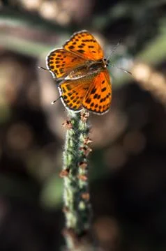 Butterfly Stock Photos
