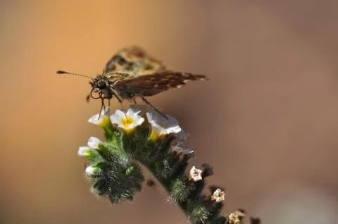 Butterfly Stock Photos