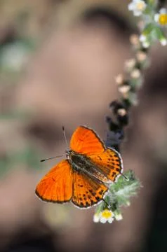 Butterfly Stock Photos