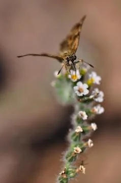 Butterfly Stock Photos