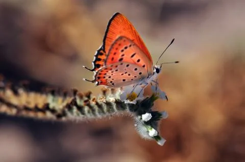 Butterfly Stock Photos