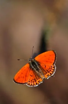 Butterfly Stock Photos