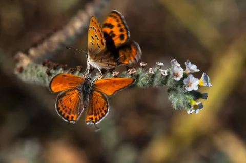 Butterfly Stock Photos