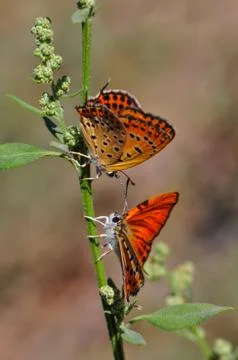 Butterfly Stock Photos