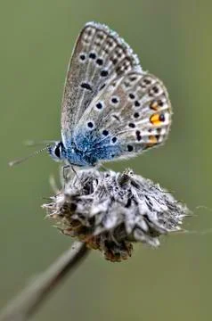 Butterfly Stock Photos