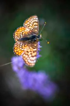 Butterfly Stock Photos